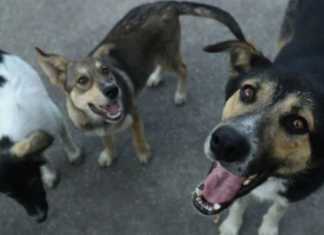 იტალია, უკრაინიდან “მაწანწალა” ძაღლების და კატების მიღებაზე, უარს ამბობს