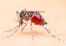 მოსკოვი საქართველოს ლუგარის ლაბორატორიიდან რუსეთისკენ „საეჭვო კოღოების“ გავრცელებაში ადანაშაულებს