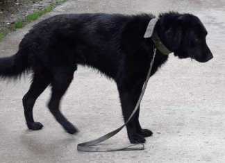 „ახალგაზრდა ბიჭს ძაღლი მიუყვანია კიკვიძის პარკში… მერე წასულა და თავი მოუკლავს“