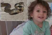 2 წლის გოგონამ გველი დაკბინა და მოკლა – სად მოხდა გამაოგნებელი ამბავი