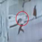 geonewest-bavshvigadmovardadagamvlellma