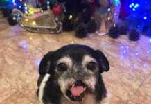 “პირში აუფეთქეს ასაფეთქებელი, არ აქვს ცხვირი და პირის წინა ნაწილი“ – შოკისმომგვრელი ამბავი სოციალური ქსელიდან