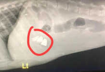 “ვისაც გგონიათ რომ ძაღლები აგრესიულები არიან ამ ფოტოთი გიპასუხებთ..” – ნახეთ რას წერს ცხოველთა დამცველი