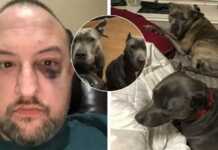 მამაკაცი ორ მიტოვებულ პიტბულს გადაარჩენს – ძნელი წარმოსადგენია, რა შეიძლებოდა მომხდარიყო, რომ არ მიეყვანა ისინი სახლში