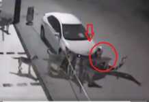 ვიდეო: “ქუჩაში მდგარ მანქანას ქუჩის ძაღლები ნაწილებს აგლეჯენ …”