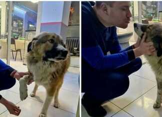 “მცხეთიდან მარტო ჩამოვიდა პროცედურაზე, თათი დამიმუშავეო, ნემსიც გააკეთებინა, ჭამა და წავიდა” – “ბალტო”