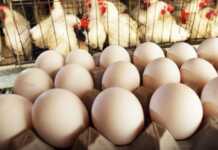 რომელი ქართული წარმოების კვერცხები შემოწმდა 3 აკრძალული ანტიობიოტიკის შემცველობაზე?!