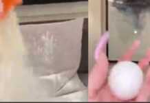 (ვიდეო) ბინის ქართველ მეპატრონეზე გაბრაზებული რუსეთის მოქალაქე ფქვილით და კვერცხებით საშინელებას აკეთებს ბინაში