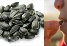 რა მოგვივა თუ მზესუმზირას ყოველდღე შევჭამთ – ეს ბევრმა არ იცის!