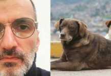 103 ძაღლი და ათეულობით კატა – მიუსაფარ ცხოველებზე ყოველდღიურად მიშა კაჭკაჭიშვილი ზრუნავს (ვიდეო)