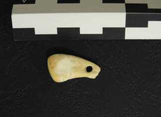 20 000 წლის წინანდელ ყელსაბამში ქალის დნმ აღმოაჩინეს