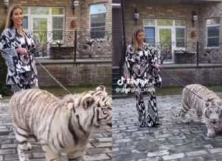 ? ქეთა თოფურია ეზოში ვეფხვს ასეირნებს – ვიდეომ ყველა გააოგნა