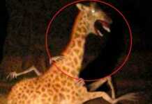 (ვიდეო) ძალიან უცნაური ვიდეოები, რომლებიც რთული აღსაქმელია