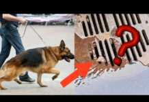 ძაღლი დაჟინებით იყურებოდა საკანალიზაციო არხში – გამვლელები გაოგნდნენ, როცა ამის მიზეზი გაიგეს