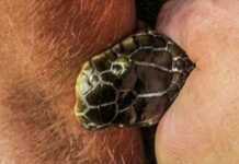 კაცმა დაინახა გველი, რომელსაც ცეცხლმოდებულ არემარეში დაღუპვა ემუქრებოდა და გადაწყვიტა გადაერჩინა. რა მოხდა შემდეგ?!