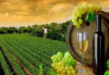 რუსეთში ღვინის მიწოდების კუთხით საქართველო პირველ ადგილზეა – რუსული მედია