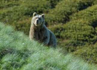 2 ქალსა და 6 წლის ბავშვს თავს დათვი დაესხა! – “დამარტყა ტორი და დამითრია ბავშვთან ერთად…”