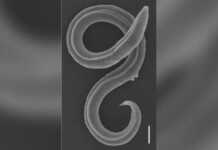 მეცნიერებმა 46 000 წლის წინ გაყინული ჭია გააცოცხლეს – კვლევას ქართველი მეცნიერი ხელმძღვანელობდა (ფოტო)