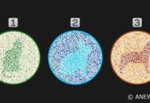 რომელ ცხოველს ხედავთ ფოტოზე პირველად? ფსიქოლოგიური ტესტი.