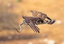 „გველი სახეში მირტყამდა…“ – ქალს ციდან ჯერ გველი დაეცა, შემდეგ კი თავს ქორიც დაესხა