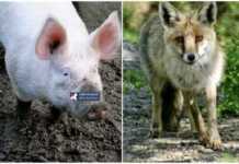 მელიამ და ღორმა ადამიანები დაკბინეს – სად დაფიქსირდა უცნაური შემთხვევები?