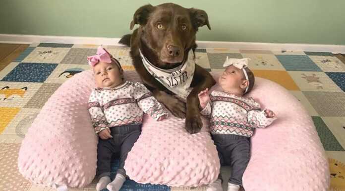 სახალისო ვიდეო – ნახეთ, როგორ ეხმარება ძაღლი ოჯახს ტყუპების გაზრდაში