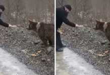 (ვიდეო) სასულიერო პირი დათვს აპურებს – საოცარი კადრები ვრცელდება