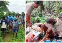 ინდოეთის ჯუნგლებში იპოვეს ხეზე ჯაჭვით მიბმული ამერიკელი ქალი, რომელსაც 40 დღის განმავლობაში საკვები არ მიუღია: იძებნება ქმარი – სასტიკი დანაშაულის დეტალები