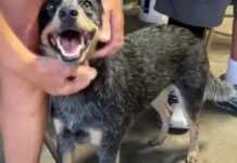 მეზღვაურებმა შუა ოკეანეში მცურავი ძაღლი გადაარჩინეს